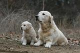 GOLDEN RETRIEVER 1127